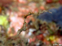 The Lembeh Dragon.  Pigmy-pipe horse? 15-20mm long.  Cano... by John Hill 